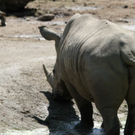 normal_22052011zooffdsaktivnews_035.jpg