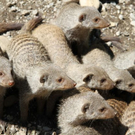 normal_22052011zooffdsaktivnews_037.jpg
