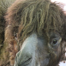 normal_22052011zooffdsaktivnews_040.jpg