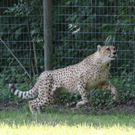 normal_22052011zooffdsaktivnews_058.jpg