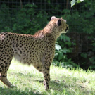 normal_22052011zooffdsaktivnews_062.jpg