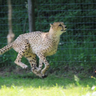 normal_22052011zooffdsaktivnews_072.jpg