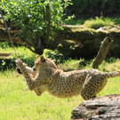normal_22052011zooffdsaktivnews_095.jpg