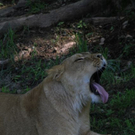 normal_22052011zooffdsaktivnews_128.jpg