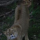 normal_22052011zooffdsaktivnews_139.jpg