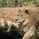 normal_22052011zooffdsaktivnews_207.jpg
