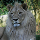 normal_22052011zooffdsaktivnews_255.jpg
