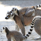 normal_22052011zooffdsaktivnews_266.jpg