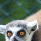 normal_22052011zooffdsaktivnews_270.jpg