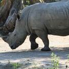 normal_22052011zooffdsaktivnews_313.jpg
