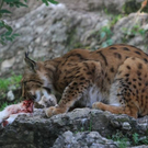 normal_22052011zooffdsaktivnews_321.jpg