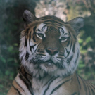 normal_22052011zooffdsaktivnews_326.jpg