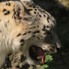 normal_22052011zooffdsaktivnews_333.jpg
