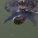 normal_22052011zooffdsaktivnews_337.jpg