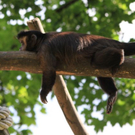 normal_22052011zooffdsaktivnews_351.jpg