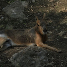 normal_22052011zooffdsaktivnews_365.jpg