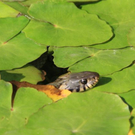 normal_22052011zooffdsaktivnews_375.jpg