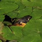 normal_22052011zooffdsaktivnews_378.jpg
