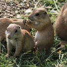 normal_22052011zooffdsaktivnews_383.jpg