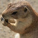 normal_22052011zooffdsaktivnews_389.jpg