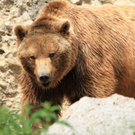 normal_22052011zooffdsaktivnews_394.jpg