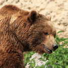 normal_22052011zooffdsaktivnews_396.jpg