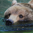 normal_22052011zooffdsaktivnews_403.jpg