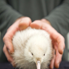 Neuseeland: Seltenes weißes Kiwi-Küken geschlüpft 