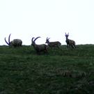 Wanderung Kanisflluh - Mai 2011