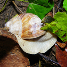 110_8291_JPG-1306365403