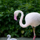 Flamingo-Küken im Tiergarten Schönbrunn