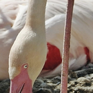 Süße Flamingobabys