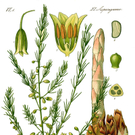 KOE_Faszination Spargel 5a_jpg-1306401353