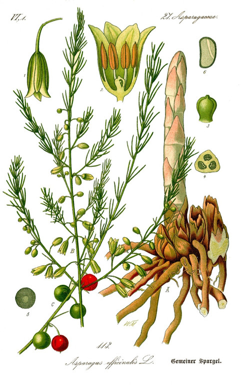 KOE_Faszination Spargel 5a_jpg-1306401353