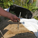 KOE_Faszination Spargel 11_jpg-1306401393