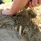 KOE_Faszination Spargel 13_jpg-1306401413