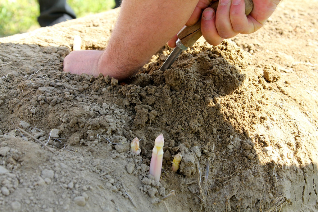 KOE_Faszination Spargel 13_jpg-1306401413
