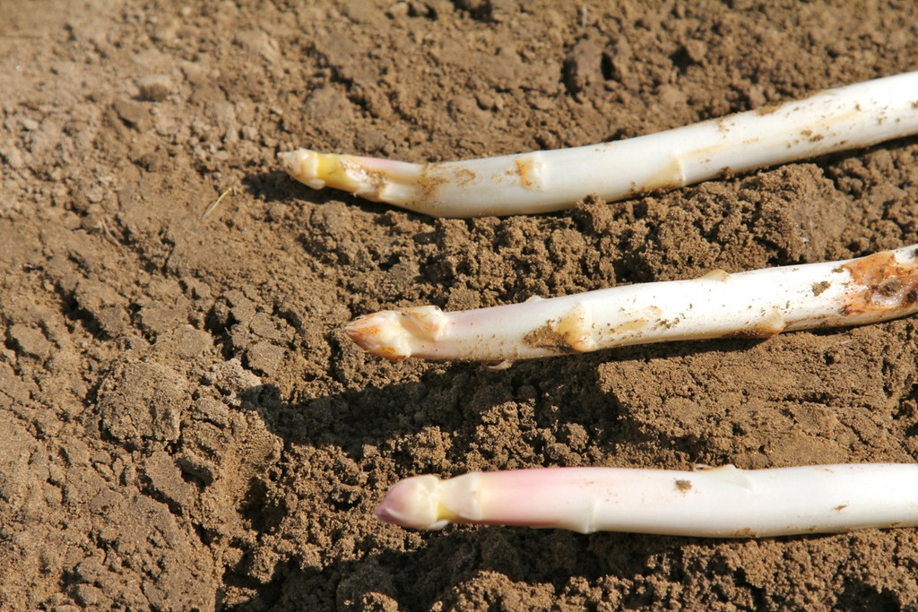 KOE_Faszination Spargel 14_jpg-1306401424