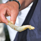 KOE_Faszination Spargel 16_jpg-1306401440