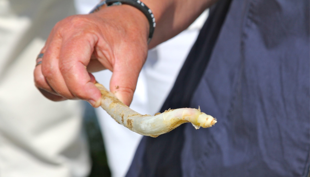 KOE_Faszination Spargel 16_jpg-1306401440