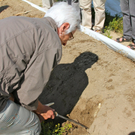 KOE_Faszination Spargel 23_jpg-1306401506
