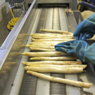 KOE_Faszination Spargel 31_jpg-1306401579