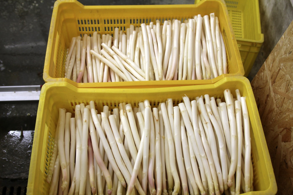 KOE_Faszination Spargel 36_jpg-1306401612