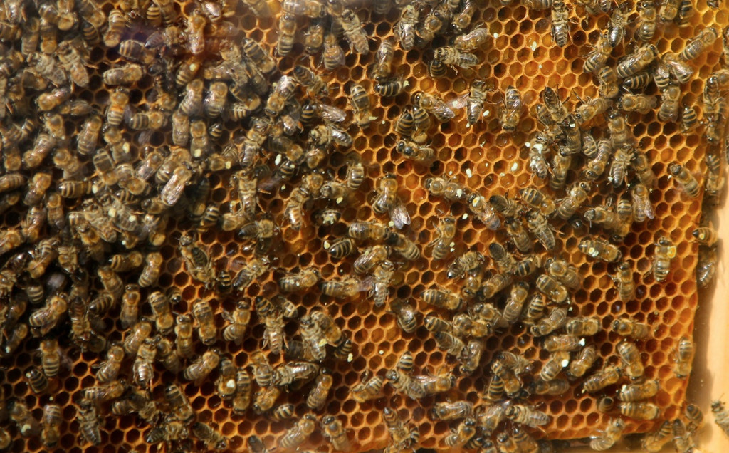 KOE_Imkergrundkurs 10_jpg-1306418595