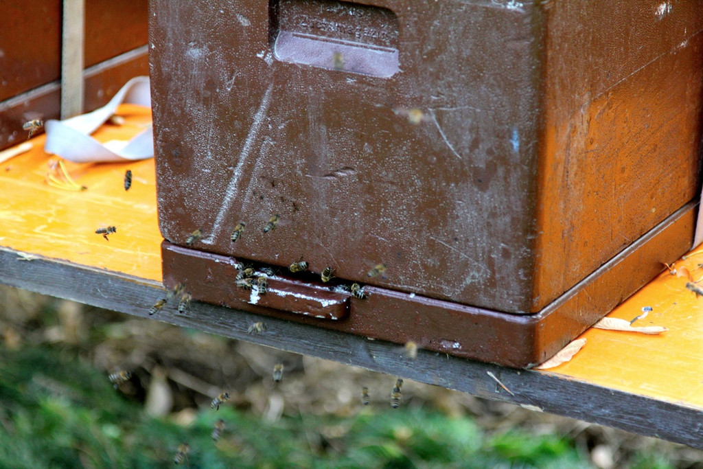 KOE_Imkergrundkurs 18_jpg-1306418663