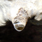 Auge.JPG