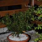 normal_26052011haglrlaktivnews_20_7_.jpg