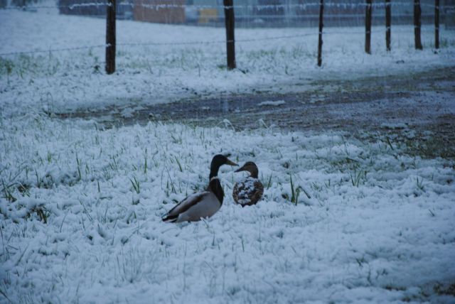 normal_280511schneesfaktivnews013.jpg