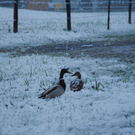 normal_280511schneesfaktivnews013.jpg