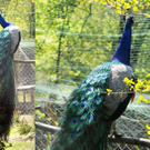 Pfau x 2_jpg-1306691808
